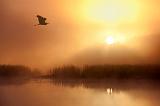 Heron In Foggy Sunrise_23927